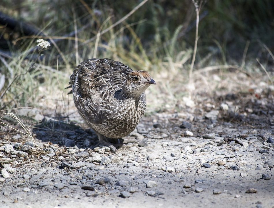 bird, grouse, windows wallpaper-2556410.jpg